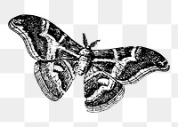 Moth png illustration, transparent background. Free public domain CC0 image.