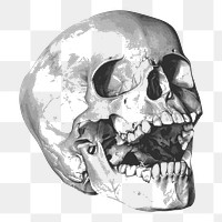 Human skull png illustration, transparent background. Free public domain CC0 image.