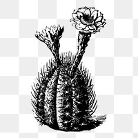 Cactus png illustration, transparent background. Free public domain CC0 image.