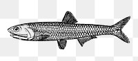 Fish png illustration, transparent background. Free public domain CC0 image.