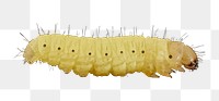 Caterpillar png illustration, transparent background. Free public domain CC0 image.