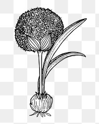 Flower png illustration, transparent background. 