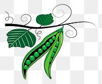 Green pea png illustration, transparent background. Free public domain CC0 image.