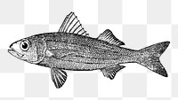 Fish png illustration, transparent background. Free public domain CC0 image.