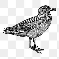 Bird png illustration, transparent background. Free public domain CC0 image.