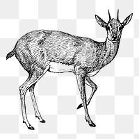 Doe female deer png illustration, transparent background. Free public domain CC0 image.