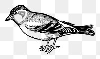 Bird png illustration, transparent background. Free public domain CC0 image.