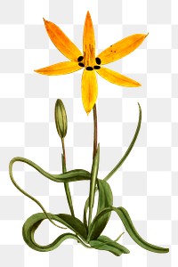 Flower png illustration, transparent background. Free public domain CC0 image.