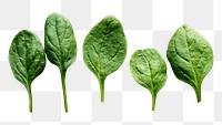 PNG organic spinach leaf sticker, transparent background