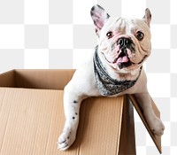 French bulldog png, pet adoption in transparent background