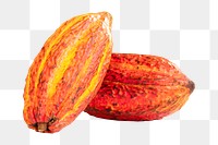 Cocoa beans png sticker, transparent background