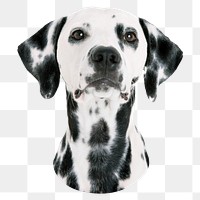 Dalmatian dog png sticker, transparent background