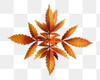 Orange leaf png sticker, transparent background