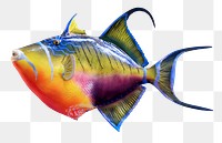 Exotic fish png sticker, transparent background