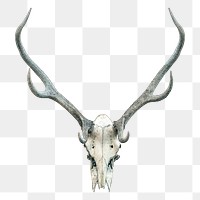 Deer skull png sticker, transparent background