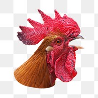 Chicken head png sticker, transparent background