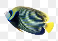 Exotic fish png sticker, transparent background