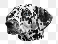 Dalmatian png dog sticker, transparent background