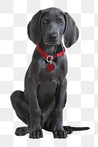 Weimaraner puppy png sticker, transparent background