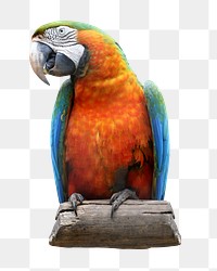 Parrot bird png sticker, transparent background