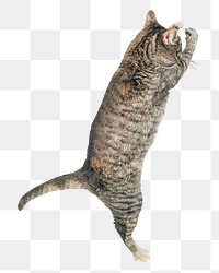 Cat jumping png sticker, transparent background