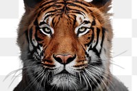 PNG tiger portrait, zoo animal in transparent background