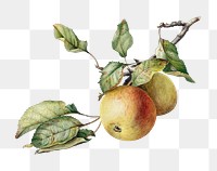 Apples on branch png sticker, transparent background, Johannes Reekers&rsquo;s artwork, digitally enhanced by rawpixel