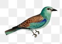 Png European roller bird sticker, transparent background