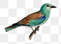 Png European roller bird sticker, transparent background