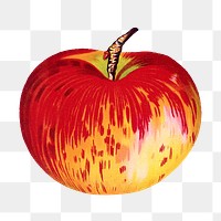 Wealthy apple illustration png sticker, transparent background