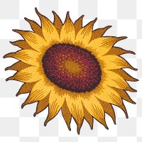 Sunflower png sticker, transparent background