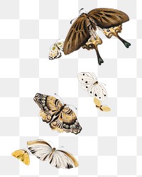 Butterflies png animal  sticker, transparent background