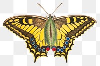 Vintage butterfly png insect sticker, transparent background