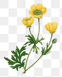 Yellow poppy png flower sticker, transparent background