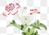 Pink peonies png flower sticker, transparent background