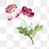 Pink peonies png flower sticker, transparent background