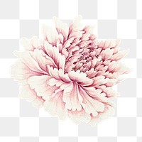Pink peony png vintage flower sticker, transparent background