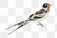 Swallow bird png on transparent background.   Remastered by rawpixel. 