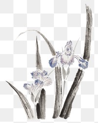 Hokusai&rsquo;s Japanese iris flower png on transparent background .   Remastered by rawpixel. 