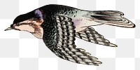 Flying bird png on transparent background.    Remastered by rawpixel. 