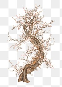 Japanese plum blossom tree png on transparent background.    Remastered by rawpixel. 