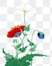 Japanese poppies png on transparent background.    Remastered by rawpixel. 