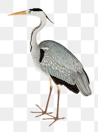 Gray heron png on transparent background.    Remastered by rawpixel. 