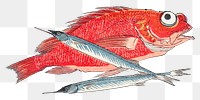 Red Snapper png halfbeak fish sticker, transparent background.    Remastered by rawpixel. 