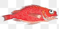 Red snapper fish png sticker, transparent background.    Remastered by rawpixel. 