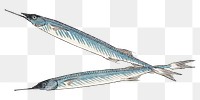 Halfbeak fish png sticker, transparent background.    Remastered by rawpixel. 