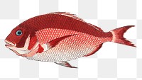 Sea bream fish png sticker, transparent background.    Remastered by rawpixel. 