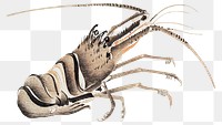 Japanese crayfish png sticker, transparent background.    Remastered by rawpixel. 