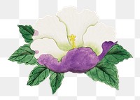 Vintage hibiscus png on transparent background.    Remastered by rawpixel. 