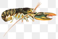 American lobster png sticker, transparent background.  Remastered by rawpixel. 